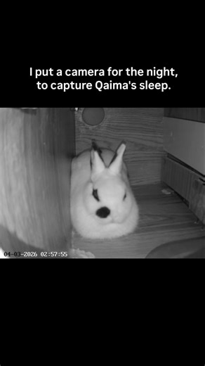 I put a camera for the night to capture my rabbit sleeping😌