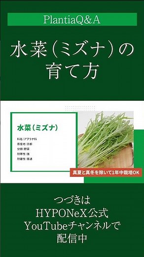 ☘285: 【Q&A】How to grow Mizuna (mizuna) | Tips for growing delicious mizuna and how to harvest it?...