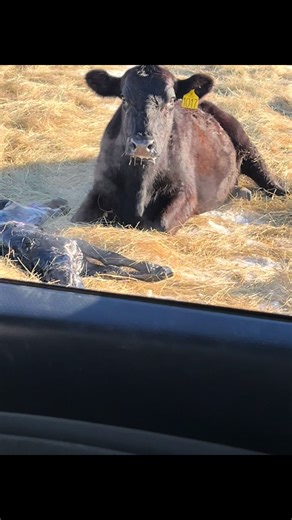 When a cow is having trouble because she has a breech calf and your to far from the barn. She gets roped and it’s pulled in the field.thankfully we caught it early and saved the calf. #calvingseason #farmwife #farmlife #cattle #calf