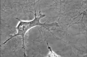 On the Move: Cellular Traffic