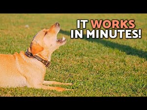 How to a STOP DOG BARKING FAST 🐶📢💥 (Aggressive Dog TRAINING TIPS!)