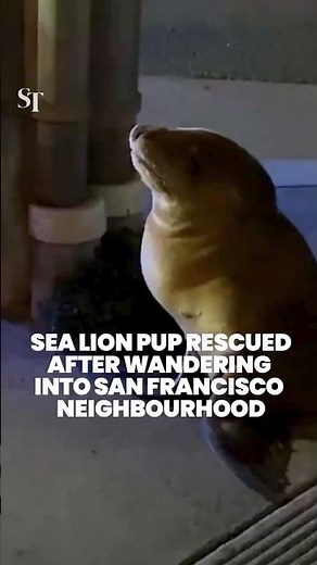 Wrong turn, little guy! Sea lion pup rescued after wandering into San Francisco neighbourhood