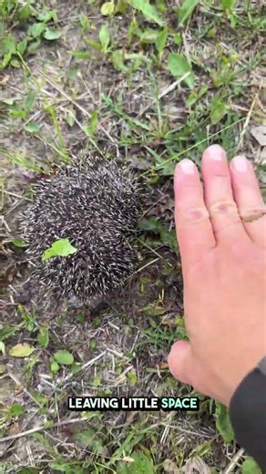 🦔 In Switzerland, the hedgehog is Animal of the Year 2026 — a small species with a big message