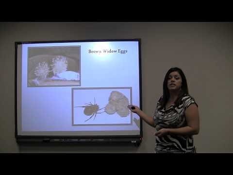 Spider Informative Speech. Good attention getter.