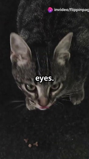 Why Cats Are Night Vision Ninjas!