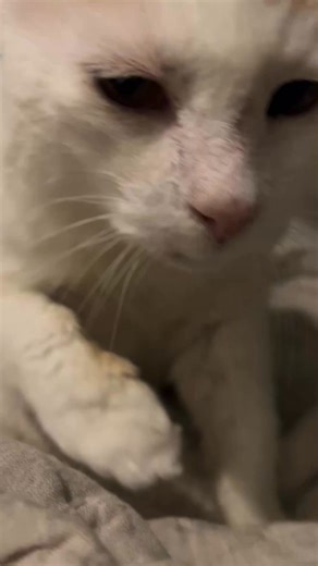 We got the lab results back for Guskmelon. His nasal swab was negative for all infectious diseases! Yay! Now we need to figure out if we want to take any more diagnostic steps or opt for a wait and see approach. The boi is celebrating by showing off his tiny mouf and perfect purr. Thank you to Gusketeer Terri E-t for the nickname. | The Real Gus Gus