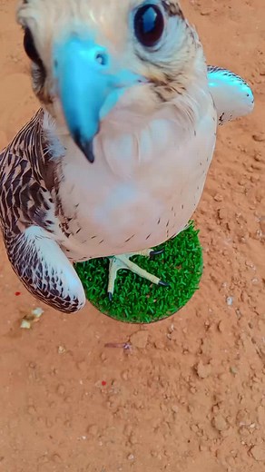 Majestic Falcon Display: Characteristics and Habitat