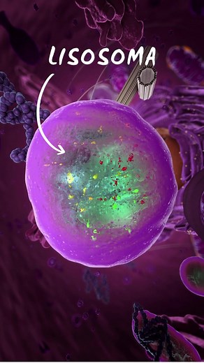 Entiende los Lisosomas en Biología Celular 3D