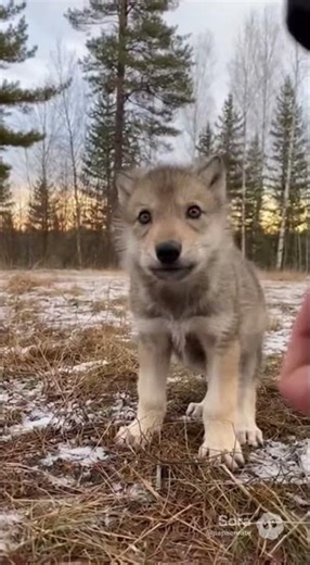 #cute #wolf #puppy learning to howl #likeandsubscribe for more cuteness