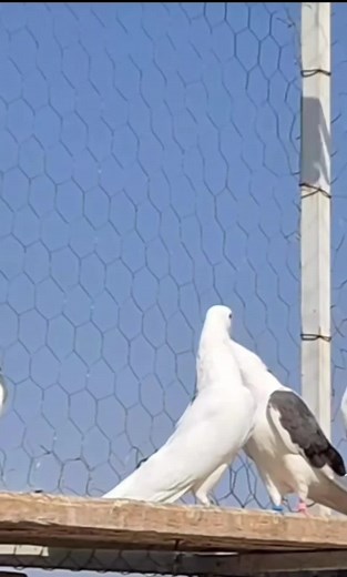 Pigeons in Aviary: Their Charming Daily Interactions