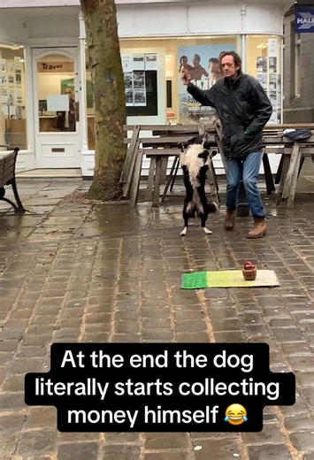 Smartest Dog Collects Cash Instead of Fetching Balls