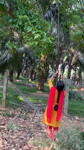 చాలా అనుమానం తో కోసుకొచ్చాను #shorts #youtubeshorts #soapnuts #harvest