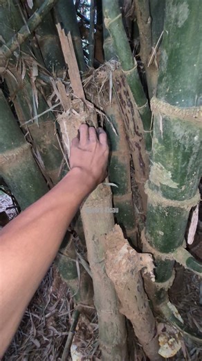 Remove guinea pigs from hollow bamboo #shortvideoviral