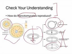 Openstax Micro Ch. 4 Video Part03 - Section 4.3