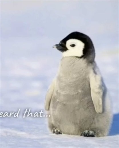 Penguins Must Be Posted — Panic! At The Disco Lyrics Dream Explained