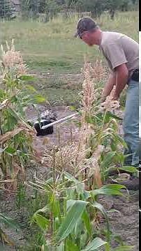 Dispatching Skunk with Kill Pole