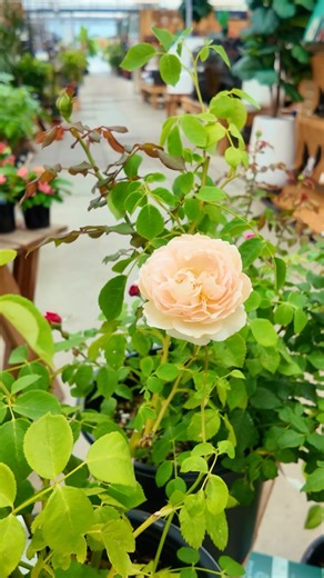 Dreaming of a garden full of timeless beauty? 🌹 Mike’s breaking down why English Roses are a must-have for your garden! From stunning blooms to incredible fragrance, these roses will elevate any space. ✨ Preorder your 2026 Roses now - available on our website or visit the link in our bio! #englishroses #roses #gardengoals #bloomoftheday #gardeninspiration | Amsterdam Garden Centre