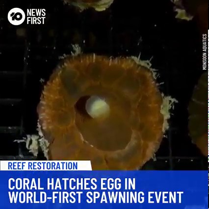 Baby Corals Successfully Spawn For The First Time An Australian coral farm has successfully grown and spawned baby corals in a world-first process that could restore the Great Barrier Reef one day. Monsoon Aquatics recorded the first spawning event of Homophyllia australis at their land-based coral farm in Burnett Heads near Bundaberg. Since November last year, the coral company has successfully grown baby coral in captivity. The latest report from the Australian Institute of Marine Science foun