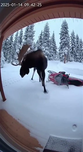Moose Destroys Snowmobile on Camera!