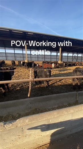 Experience Life on the Feedlot with Cattle