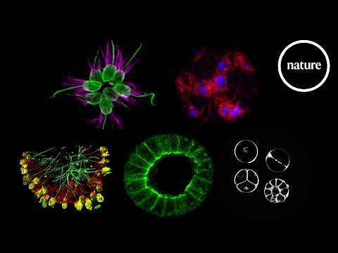 Five single-celled species that dabble in multicellularity