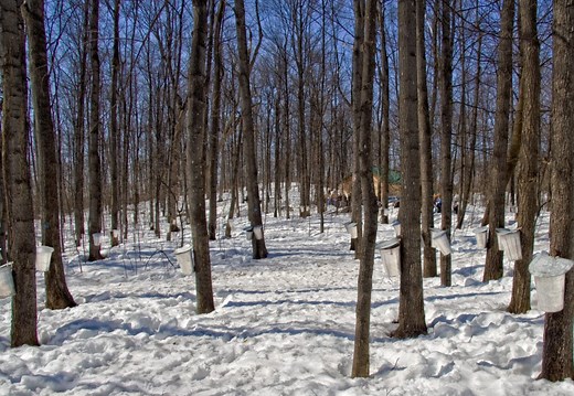 30  Maple Farms and Sugar Shacks to Visit in Ontario