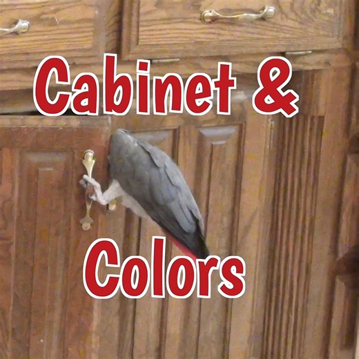 Einstein is up to his playful tricks again—this time peeking into the cabinet when Marcia catches him red-beaked! 🐦😂 Their fun exchange is full of Einstein’s chatter about colors, animal sounds, silly noises, and even a few popcorn chants. From melodic whistles to monkey calls, this clever parrot never fails to surprise. Will he behave, or is mischief just part of the plan? Watch and find out in this adorable moment with Einstein! | Einstein the Talking Texan Parrot