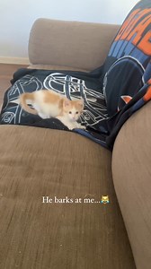 This kitten charges and barks like a dog. #fyp #kitten #bark #mycrazycatlife #catrescue | Justin Jones