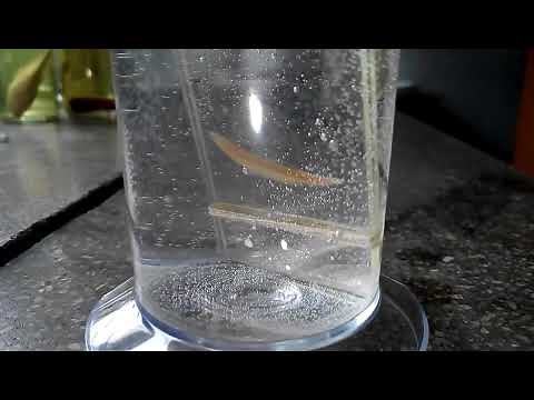 Lab Specimen Lancelet (or Amphioxus; Branchiostoma)