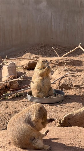 Sights and sounds from a peaceful Saturday morning at the Zoo 😌 | Phoenix Zoo