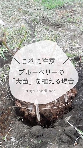 ブルーベリーの大苗を地植えする時に注意したいこと#幸せフルーツ工房 #ブルーベリーの森あづみの #ブルーベリー栽培 #有機ブルーベリー #家庭菜園