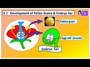 BIOLOGY FORM 5 (6.2) Formation of Pollen Grain & Embryo Sac #kssm #igcse #spm