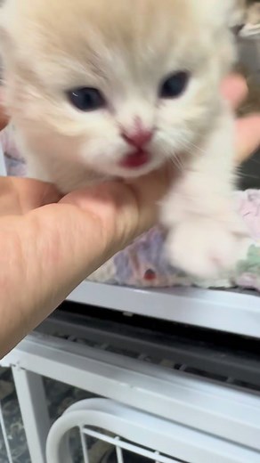 Cute Kitten Moments: Adorable Furry Friends