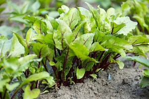 Comment réussir le semis des betteraves rouges ?