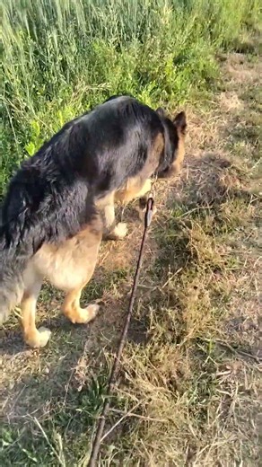 dog log dog 🐶🐶❣️❣️