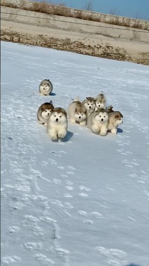 They’re like a herd of marshmallows on a stampede! 🥹❤️❄️