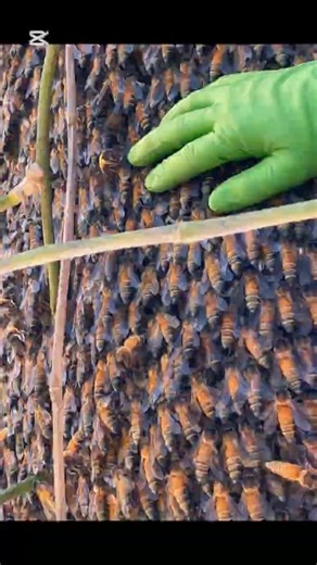 Close-Up of a Massive Honeybee Swarm 🐝 | Stunning Nature Footage #viral #beevideo #nature