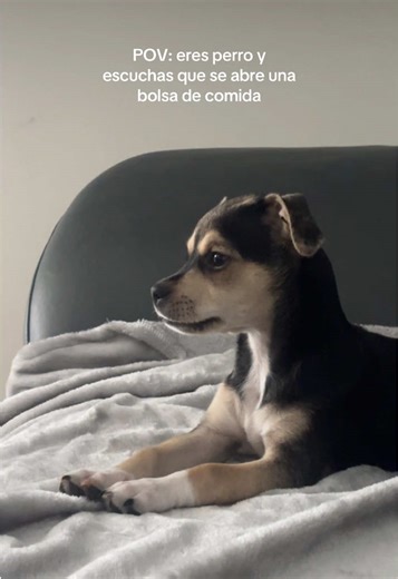 Taco muy atento a las oportunidades de comer #taquito #perros #perro #perritos #perrostiktokers