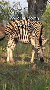 The sun beats down on the savanna, and the heat is oppressive. But a zebra doesn't seem to mind. He's contentedly chewing the cud, his hooves digging into the soft earth. The zebra's name is Stripes, and he's one of the most popular animals in the Kruger National Park. He's known for his playful personality and his distinctive black-and-white stripes. But today, Stripes is in a more contemplative mood. He's chewing the cud, which is a process that allows him to digest his food more efficiently. 