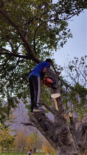 Pro Tree Cutting Techniques 🌲 #chainsaw #treecutting #sawblade
