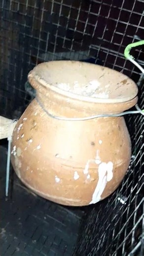 Java breeding pair bird price 2000 white colour albino contact number 86380 84477