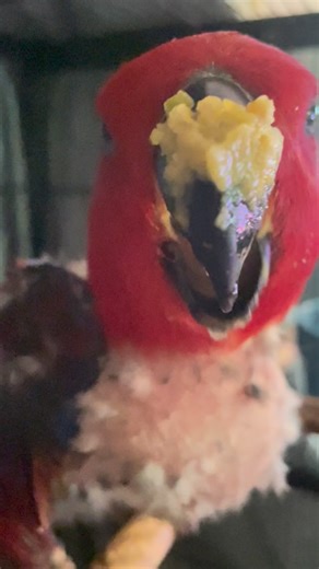 Ruby & Friends on Instagram: "Candy-Love, eating her warm mashed veggies for breakfast. She loves her food. I rescued her from a breeder that sent her to my avian vet to be put to sleep because she was no longer ‘productive’. Poor girl stress plucked her neck, chest, tummy and crop bare. She is only 10 years old."