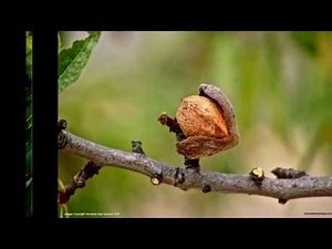 What Are Sweet Almonds and What Are Bitter Almonds