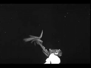 Terrifying Underwater NOAA Video Captures Giant Squid Emerging From The Darkness