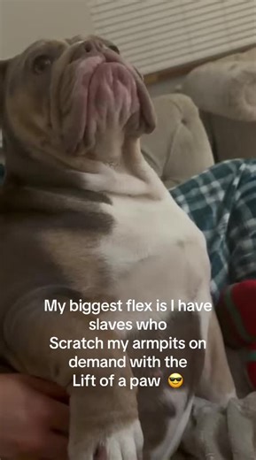 Funny English Bulldog Tricks and Humor
