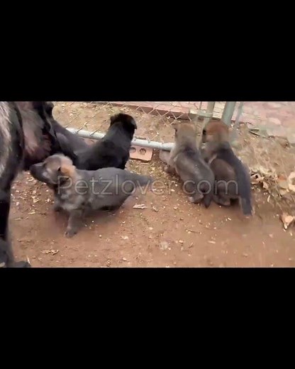 ✨ Exceptional Genetics & Elegant Beauty — Meet Anya, the Elite German Shepherd Puppy! ✨