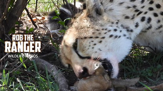 Wild Animals: Cheetah Completes a Satisfying Meal