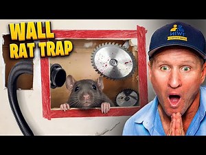 BRUTAL wall rat trap box… FAST rat removal !!
