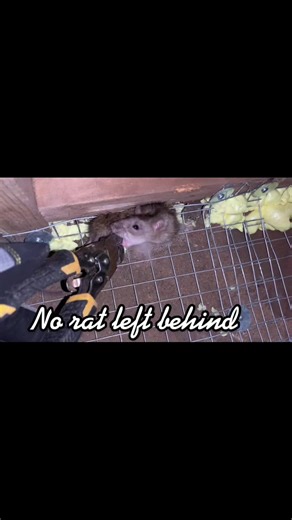 #rat being rescued after #property owner thought they we all gone #pest #toronto #swatwildlife #humanesociety