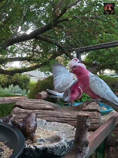 Baby Galah Has Zero Chill #birds #wildlife #australianbirds #nature #wildlife